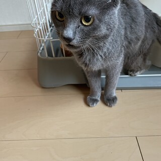 撫でられ好きな猫