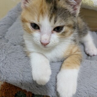 ぼたん　は、電池が切れるまで飛び、跳ねるよ