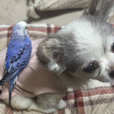 セキセイインコのハロたん、うちに迎え入れて約7年経ちました。今でも変わらず元気です♡