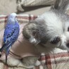 セキセイインコのハロたん、うちに迎え入れて約7年経ちました。今でも変わらず元気です♡
