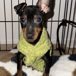 10ヶ月ミニチュアピンシャー♂