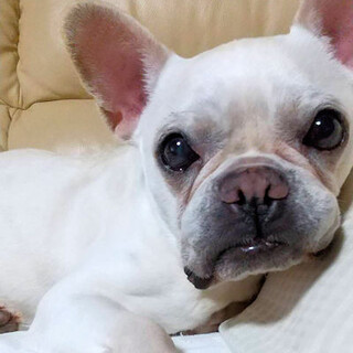 性格バッチリのフレンチブルドッグ「ポム」です☆彡