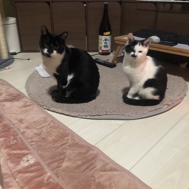 おかざきゆめのカバー写真