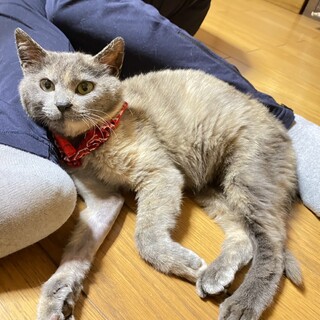 スリゴロちゃん、珍しいパステルサビ猫です。