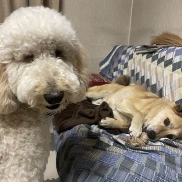 こたろうの写真