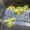 クムりん