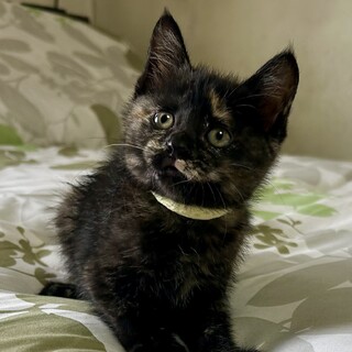 センター引取り仲良し４姉妹☆カノンちゃん