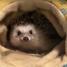 ひろはは