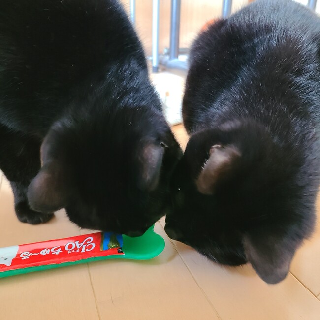 猫の父のカバー写真