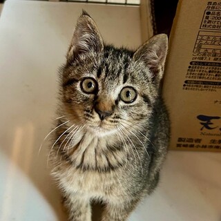 家族に迎えてくれる方を探しています