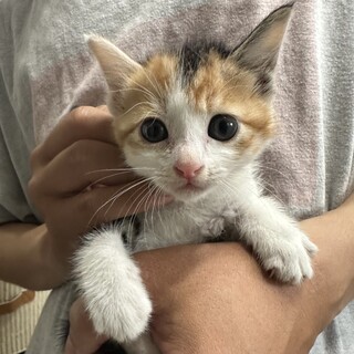 美女姉妹：人間まだ怖いけど美味しいものくれる。。