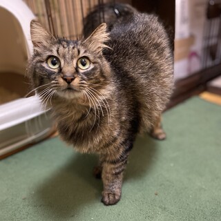 ふわふわ長毛の美人さん★ママ猫ナナちゃん推定3歳