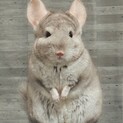 アンゴラキャリアベージュメスチンチラ！