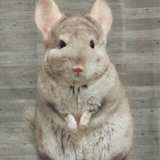 アンゴラキャリアベージュメスチンチラ！