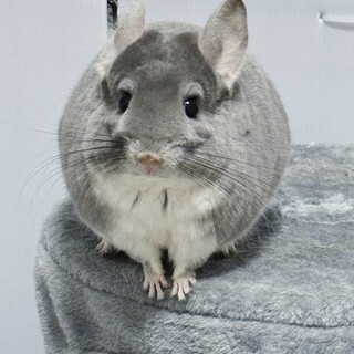 バイオレットメスチンチラ！