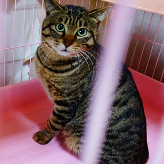 【トライアル決定】★９歳のしまさぶろうです！★