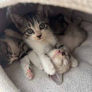 生後1ヶ月女の子（3兄妹）