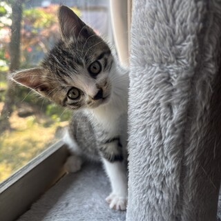 生後1ヶ月の女の子（3兄妹）