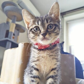 人が大好き！お腹見せて甘えてくる❤︎ロゼ