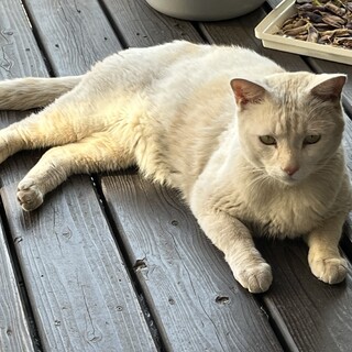 【緊急】捨てられた猫の里親募集