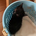 黒猫男の子