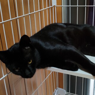 人懐こい黒猫の男の子の家族になってあげて下さい