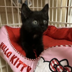 「里親さんになって貰った家の外猫」サムネイル2