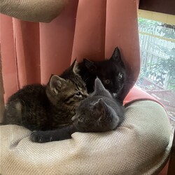 「里親さんになって貰った家の外猫」サムネイル3