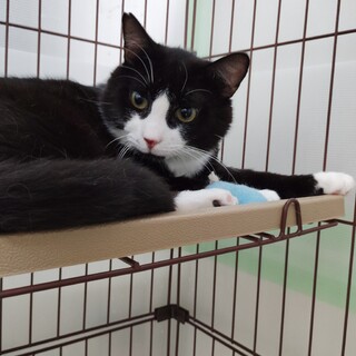 人気のハチワレ男の仔ネリー！家族に迎えてください！