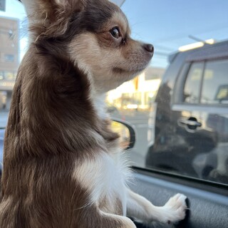 人懐っこい優しいわんちゃんです