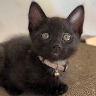 おっとりしてるけど元気いっぱい、ブラックスモーク柄