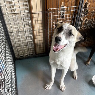 保健所レスキュー！模様が可愛いマダラくん！