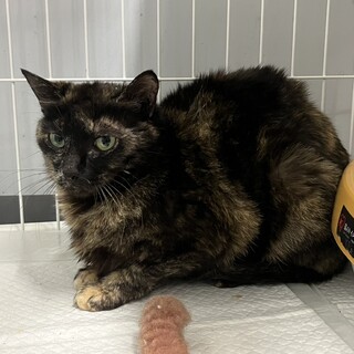 【緊急里親募集】最終期限！収容期限迫る！