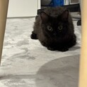 ふわふわ黒猫ちゃん（急募）