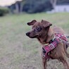甘えん坊なミニチュアピンシャー　キヌアちゃん サムネイル5