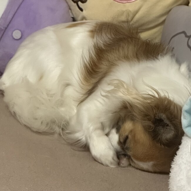 KAOCHANNのカバー写真