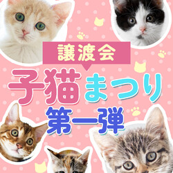 子猫16匹を含む29匹「子猫まつり第一弾」みよし市