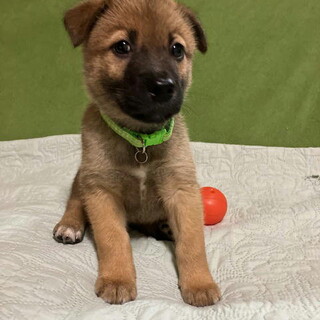 生後二ヶ月人が大好き甘えん坊おす子犬