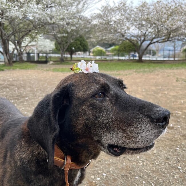 ミルキーナッツのカバー写真