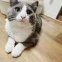 ふかふかグレーハチワレ男の子