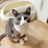 ふかふかグレーハチワレ男の子 サムネイル2