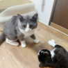 ふかふかグレーハチワレ男の子 サムネイル3