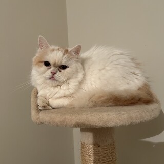 人も猫も大好き　ふわふわ長毛 ペロちゃん