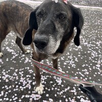 道助（どうすけ）