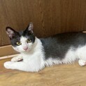 ちょこっと人見知り白多めハチワレ男の子