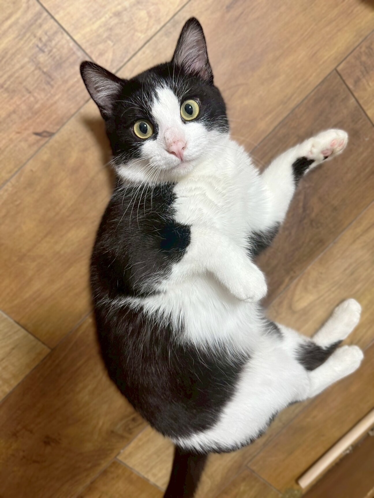 ふんばり親子猫　ハチワレ ふんばり親子猫 ハチワレ ふんばり親子猫 ハチワレ