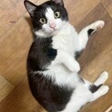 甘えん坊なハチワレ男の子
