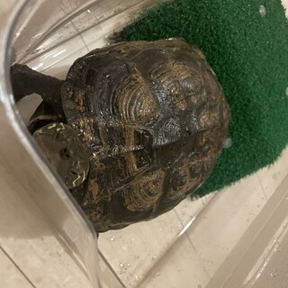 クサガメ　20歳