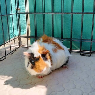 2024年10月生まれのモルモット女の子