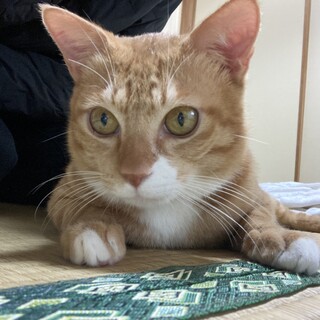 キャリア・持病あり　甘えん坊な茶トラくん